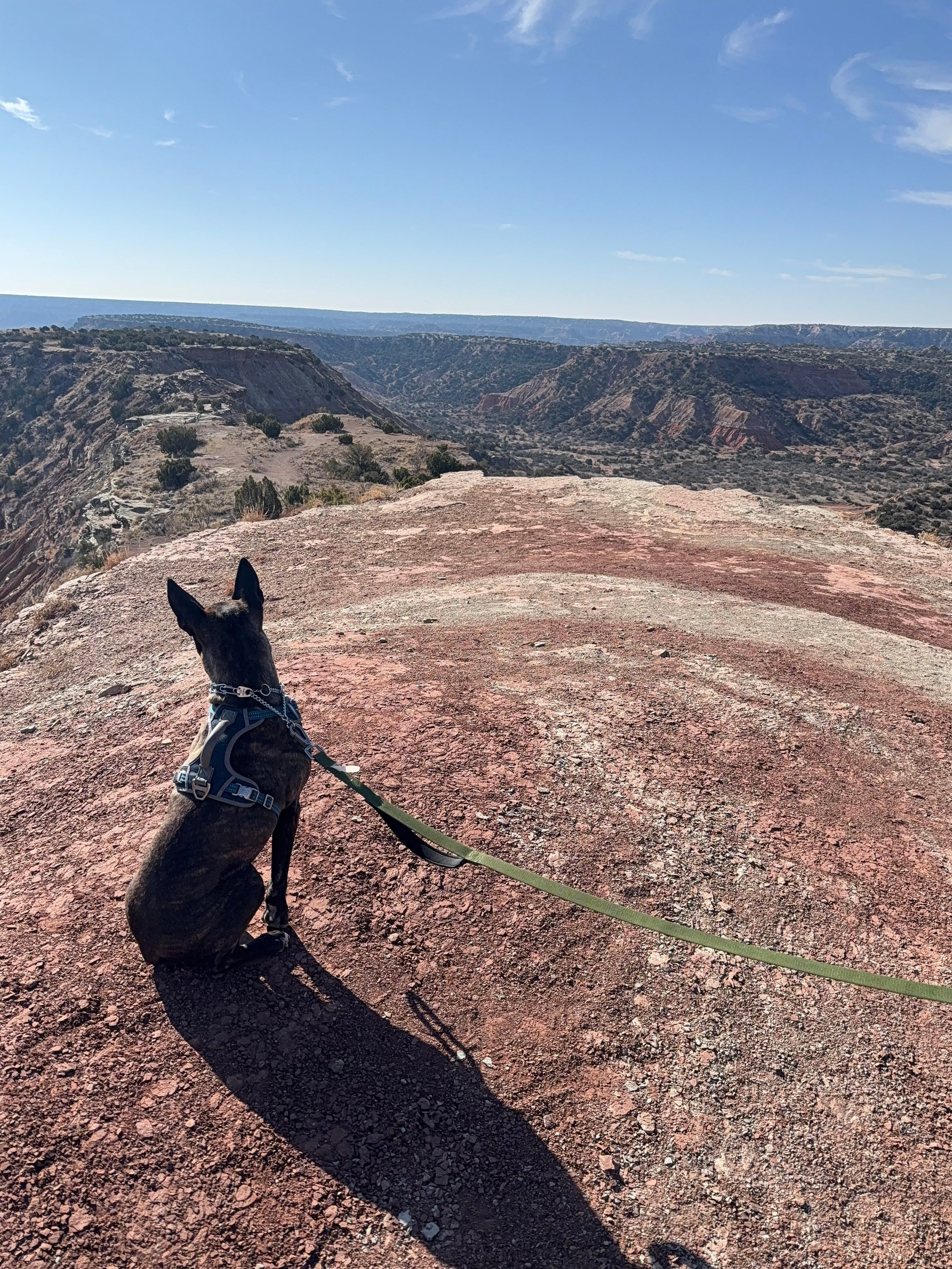 Astrid’s Texas Adventure: Camping at Palo Duro & Bug Ranch Fun