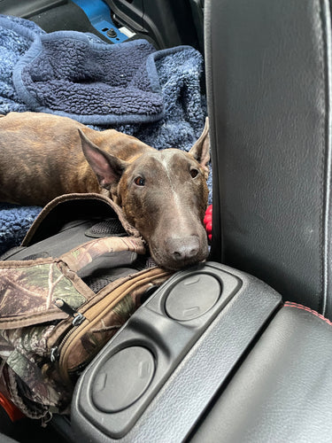 My First overland camping  trip with my humans