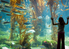 Sea World - Uncharted Life