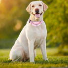 Martingale Collar for Dogs | No-Slip Escape Proof, Adjustable Nylon Training Collar, Pink Daisy Pattern